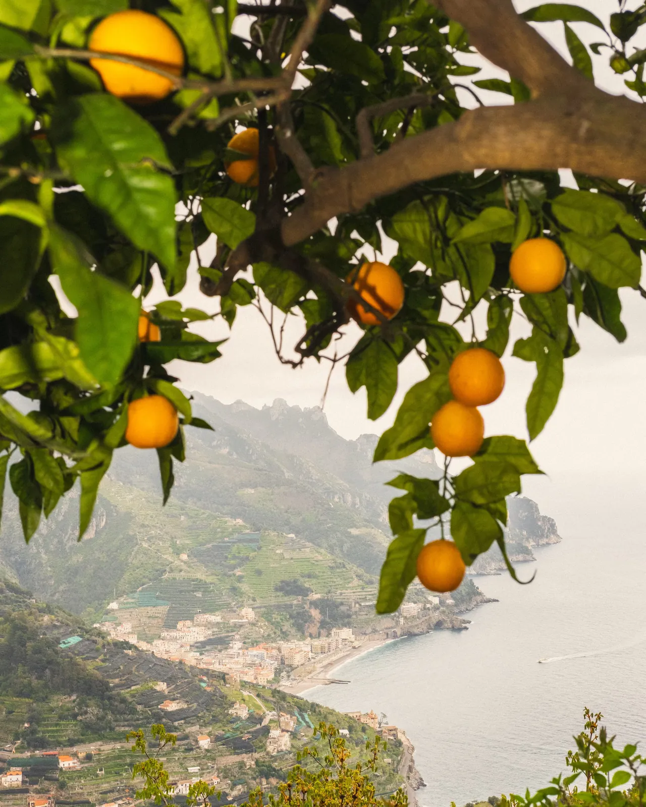Oranges hang over terraced hillsides running down to the sea.