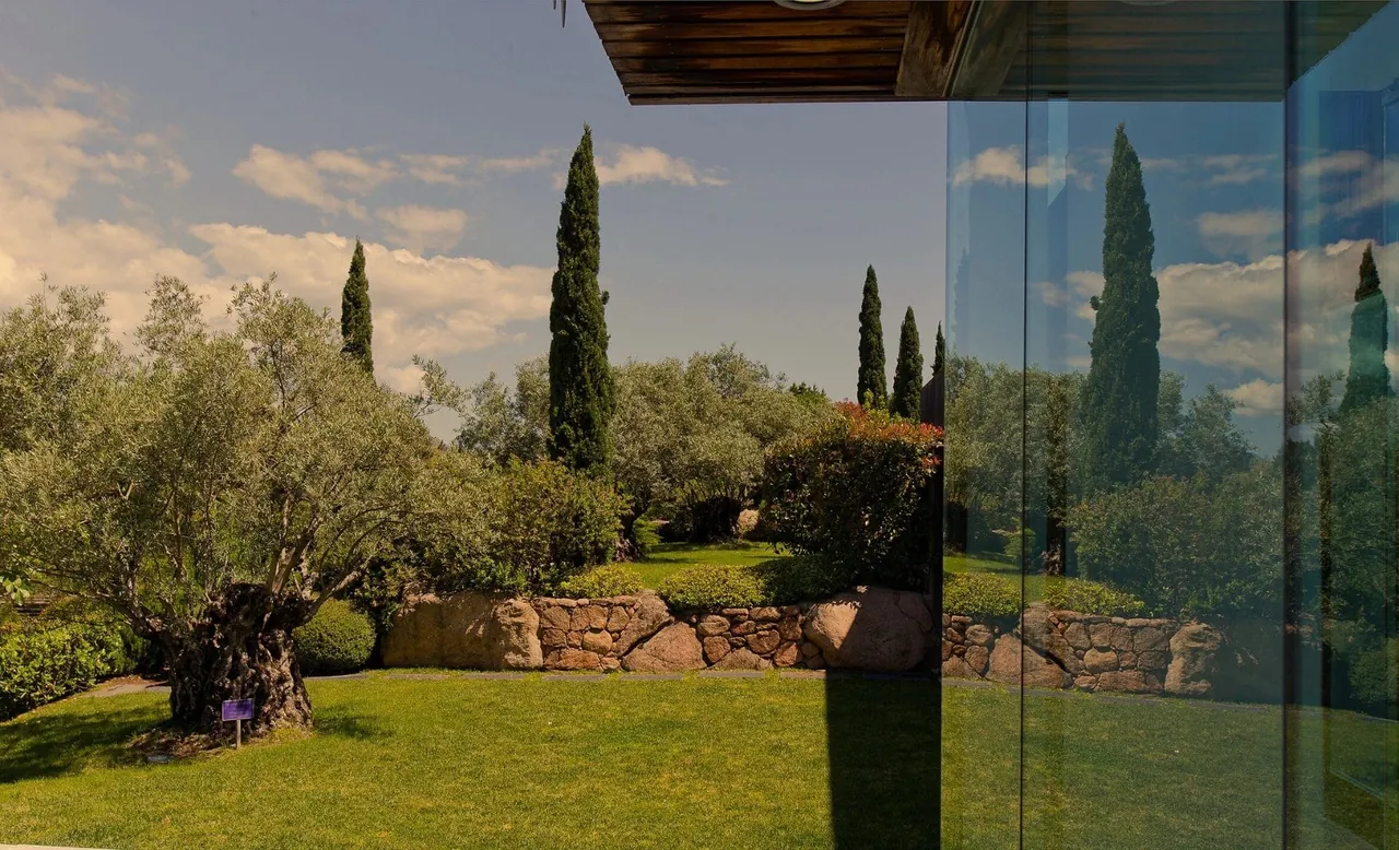 An olive tree and tall cypresses in the garden behind a glass wall of the hotel.