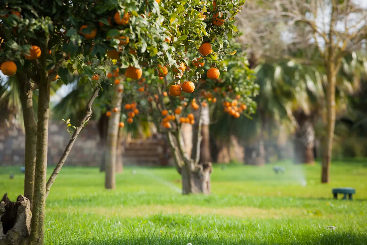 Orange trees heavy with fruit on a green lawn in the garden of Hotel Xereca, Ibiza