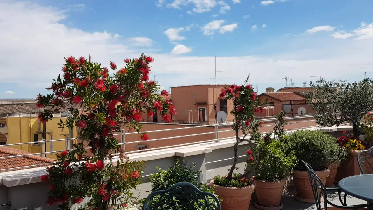 Flowering plants on the sunny roof terrace above the city.