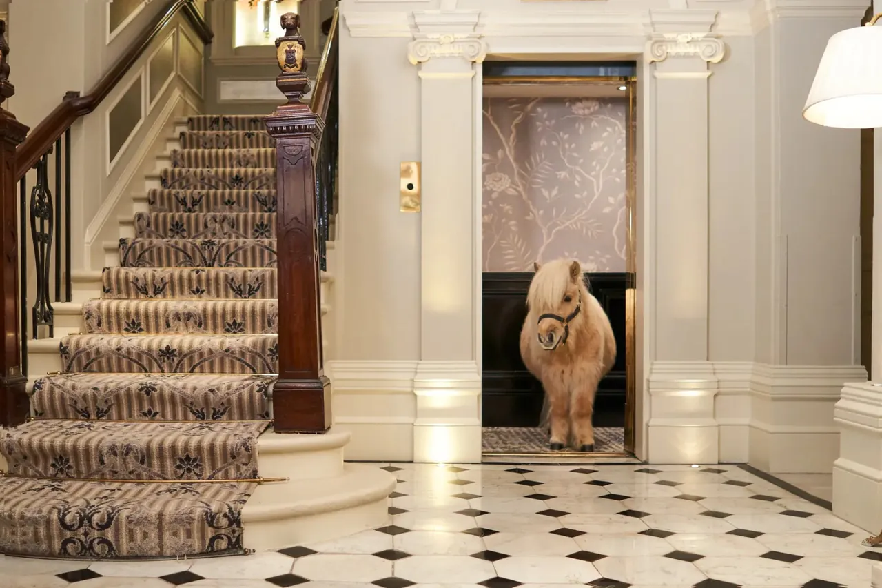 A Shetland pony stands in the black and white tiled entrance hall.